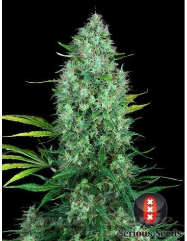 SERIOUS SEEDS - Serious 6 - 3