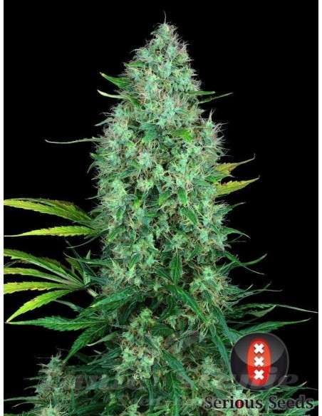 SERIOUS SEEDS - Serious 6 - 3