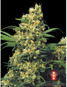 SERIOUS SEEDS - Warlock - 1