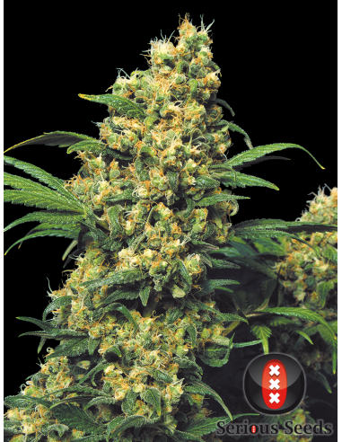 SERIOUS SEEDS - Warlock - 1