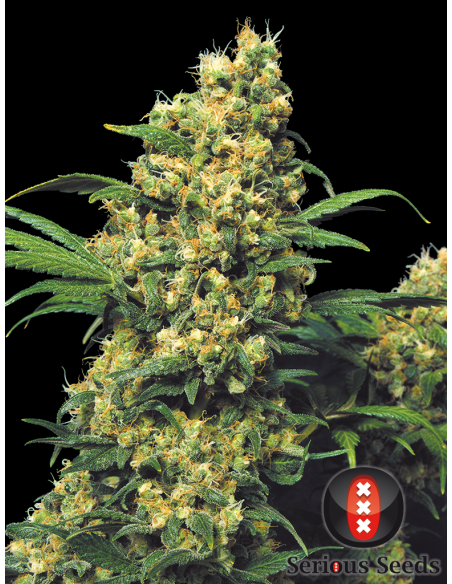 SERIOUS SEEDS - Warlock - 1