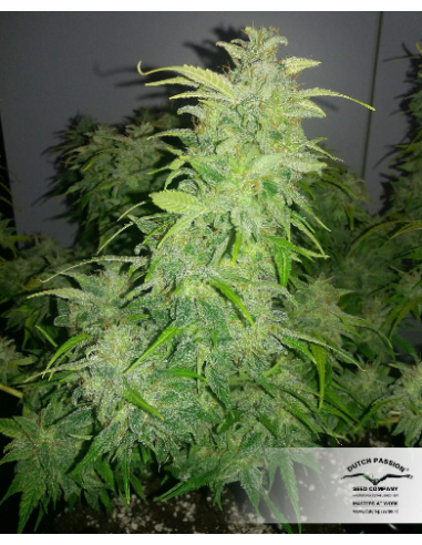 DUTCH PASSION - Orange Bud - 3