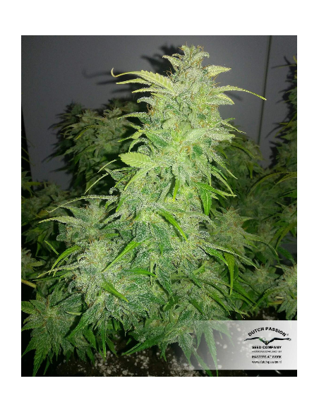 DUTCH PASSION - Orange Bud - 3