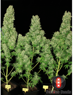 SERIOUS SEEDS - White Russian - 1