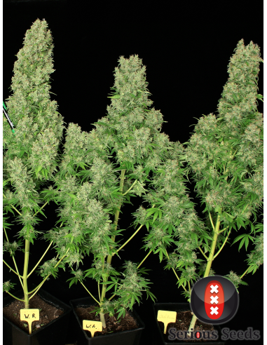 SERIOUS SEEDS - White Russian - 1