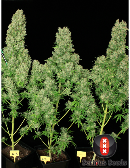 SERIOUS SEEDS - White Russian - 1