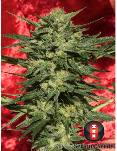 SERIOUS SEEDS - Auto White Russian - 1