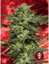 SERIOUS SEEDS - Auto White Russian - 1