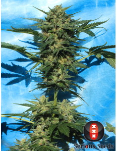 SERIOUS SEEDS - Auto White Russian - 1 2