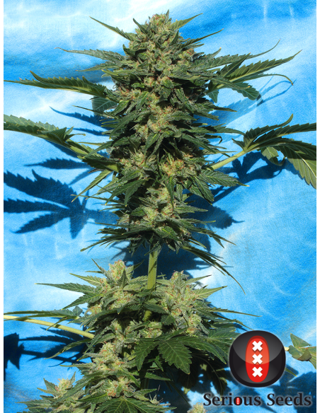 SERIOUS SEEDS - Auto White Russian - 2