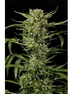 GRASS-O-MATIC - Auto Mass - 1