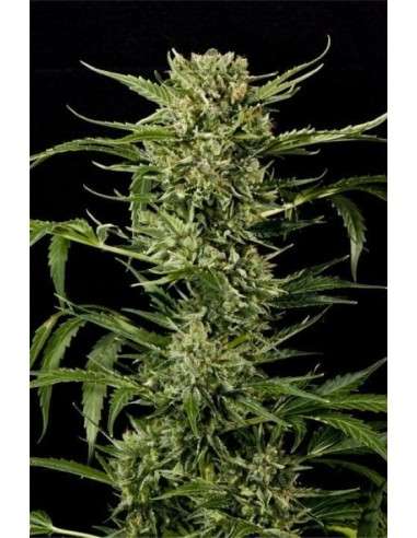 GRASS-O-MATIC - Auto Mass - 1