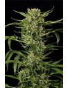 GRASS-O-MATIC - Auto Mass - 1