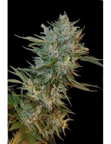 GRASS-O-MATIC - Haze Gom - 1