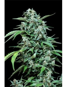 GRASS-O-MATIC - Maxi Haze - 1