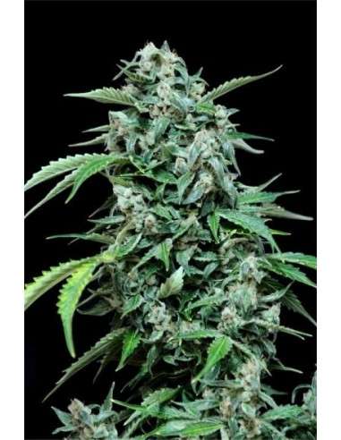 GRASS-O-MATIC - Maxi Haze - 1