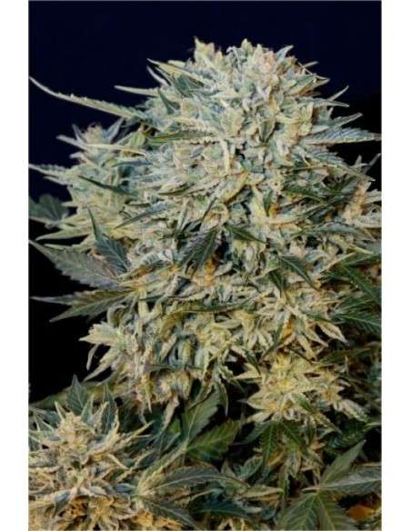 GRASS-O-MATIC - Sugar Gom - 1