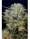 GRASS-O-MATIC - Sugar Gom - 1