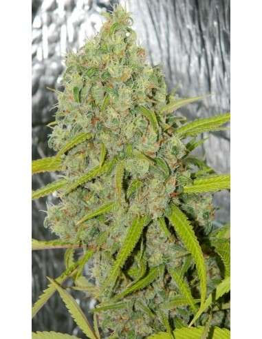 DUTCH PASSION - Orange Bud - 4