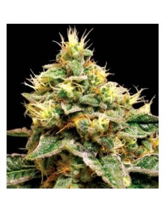 RESERVA PRIVADA - Confidential Cheese - 1