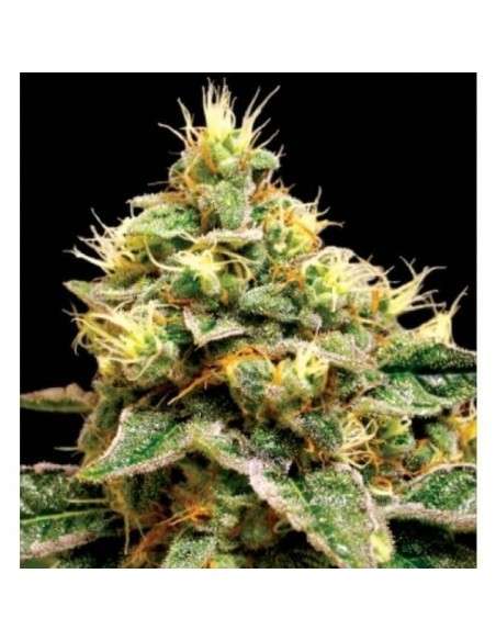 RESERVA PRIVADA - Confidential Cheese - 1