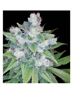 RESERVA PRIVADA - Kandy Kush - 1