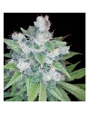 RESERVA PRIVADA - Kandy Kush - 1