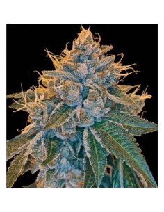 RESERVA PRIVADA - Kosher Kush - 1