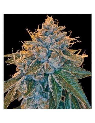 RESERVA PRIVADA - Kosher Kush - 1