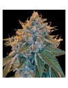 RESERVA PRIVADA - Kosher Kush - 1