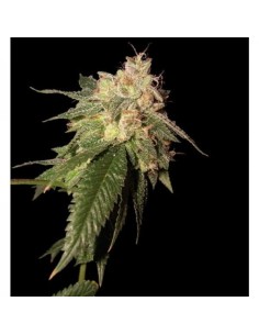 RESERVA PRIVADA - Og Kush - 1
