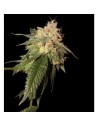 RESERVA PRIVADA - Og Kush - 1