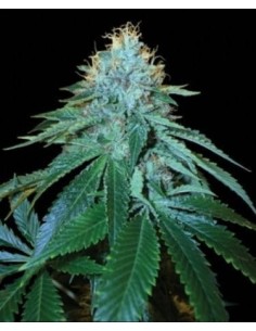 RESERVA PRIVADA - Purple Og 18 - 1