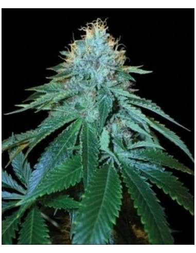 RESERVA PRIVADA - Purple Og 18 - 1