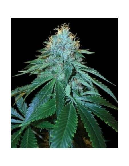 RESERVA PRIVADA - Purple Og 18 - 1