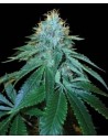RESERVA PRIVADA - Purple Og 18 - 1