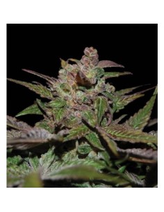 RESERVA PRIVADA - Purple Wreck - 1