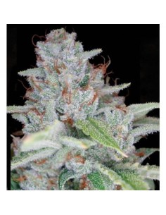 RESERVA PRIVADA - Skywalker Kush - 1