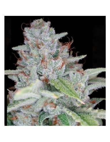 RESERVA PRIVADA - Skywalker Kush - 1
