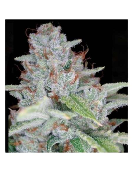 RESERVA PRIVADA - Skywalker Kush - 1