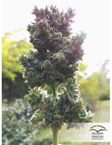 DUTCH PASSION - Auto Blueberry - 8