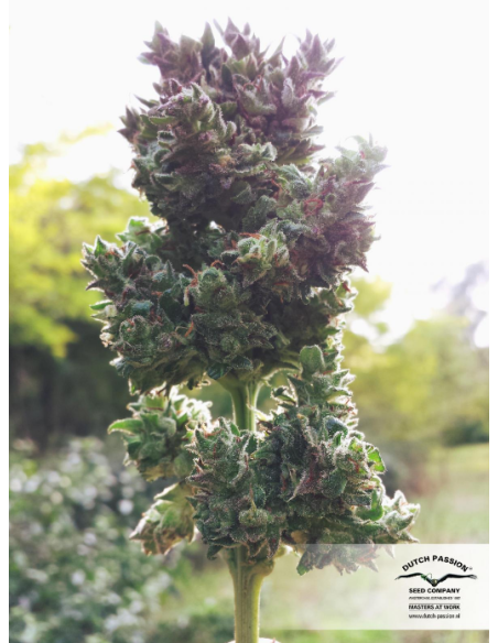 DUTCH PASSION - Auto Blueberry - 8