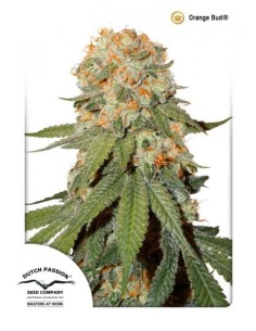 DUTCH PASSION - Orange Bud - 5