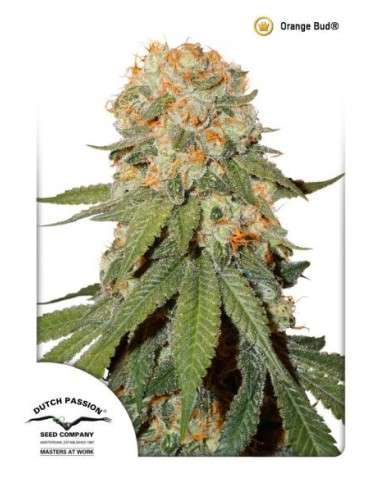 DUTCH PASSION - Orange Bud - 5