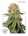 DUTCH PASSION - Orange Bud - 5