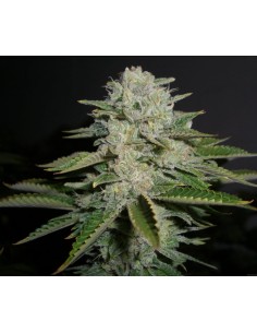 RESERVA PRIVADA - Sour Diesel - 1