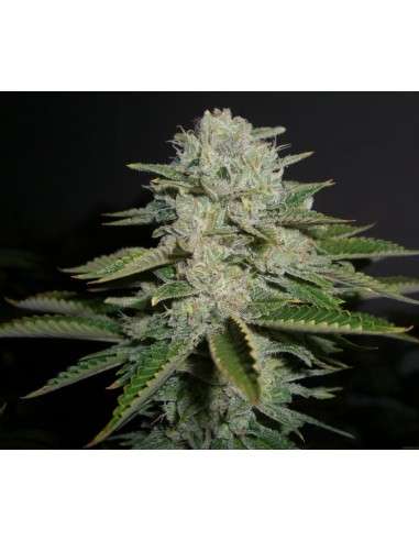 RESERVA PRIVADA - Sour Diesel - 1