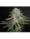 RESERVA PRIVADA - Sour Diesel - 1