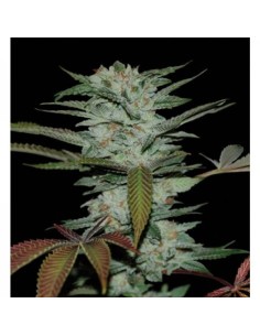 RESERVA PRIVADA - Sour Kush - 1