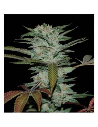 RESERVA PRIVADA - Sour Kush - 1